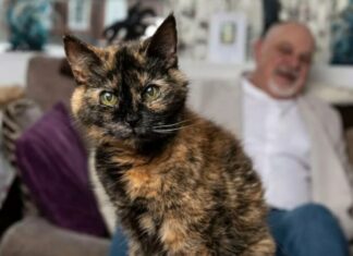 Gata de 31 anos impressiona com idade equivalente a 146 anos humanos
