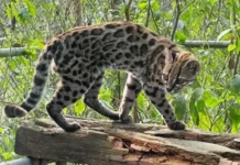 Cientista brasileiro descobre nova espécie de felino na Bolívia