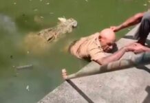 Tratador de crocodilos morre ao ser atacado por animal em parque